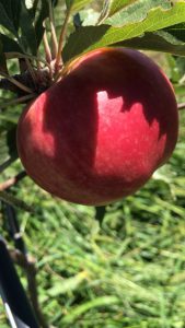 52C65F35-EA4A-4421-8EAC-AE17674ABAD5