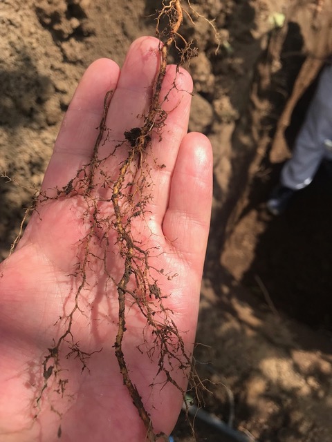 UNADJUSTEDNONRAW_thumb_149d