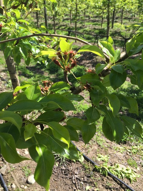 UNADJUSTEDNONRAW_thumb_230