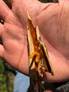 PHOTO-2020-08-07-17-25-44_1