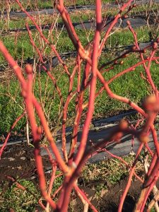 PHOTO-2020-08-07-17-25-44_4