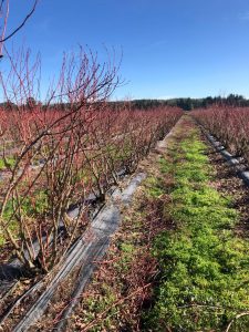 PHOTO-2020-08-07-17-25-44_6