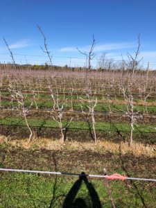 PHOTO-2020-08-07-17-25-44_8