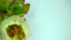 WhatsApp Image 2020-07-29 at 15.39.56 (1)